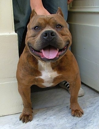 Adult American Bully - Courtesy of Corleone Kennels