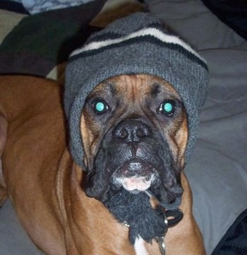 Close Up - Ryken the Boxer laying on a blanket and wearing a knit cap