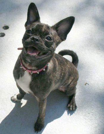 Bailey the Bugg (Boston Terrier / Pug hybrid) at 6 months old