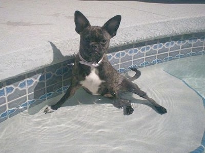 Bailey the Buggs sitting in a pool leaning against the edge with her butt and paws in the water