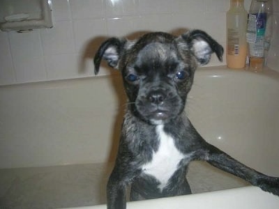 Bailey the Bugg (Boston Terrier / Pug hybrid) getting a bath and wating OUT of the tub!