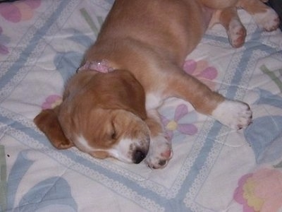 golden retriever mixes. She was rescued.quot; Maggie