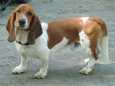 Puppies Breeds on This Is Bandit He Is 2 Years Old And A Purebred Basset He Loves To