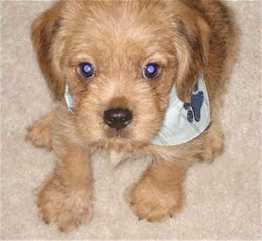 Close up - Topdown view of a Tan Bea Griffon puppy that is wearing a dog paw bandana, it is sitting on a carpet and it is looking up.