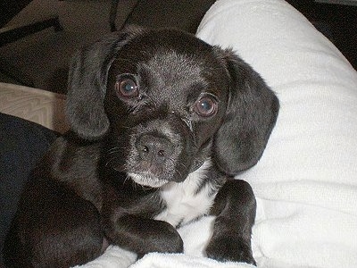 Close Up - The front right side of a black with white Bea Griffon puppy that is sitting on a couch, it is leaning against a pillow and it is looking up.