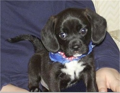 A black with white Bea Griffon puppy is sitting in a persons lap and it is looking forward.