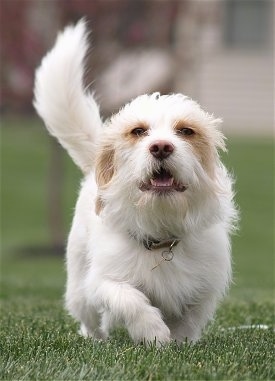 Mackey the Bea-Tzu running across a yard towards the camera