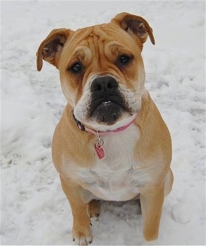 A tan and white Beabull is sitting in snow and it is looking up.