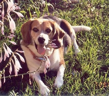 Zeke the Beagle laying outside in front of a flower bush