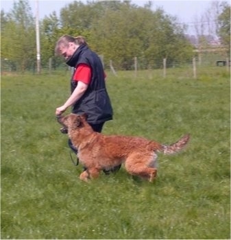 The left side of a brown Belgian Sheepdog that is walking across a field. There is a person standing behind it.