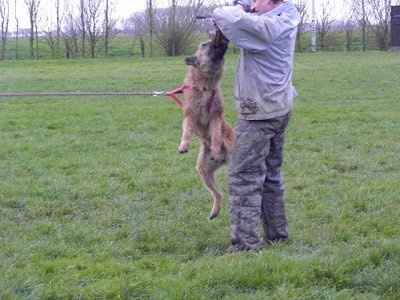 A brown Belgian Shepherd is jumping up to get an item in the hands of a man, who is in front of it. This is apart of its IPO training.