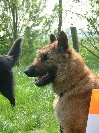 The left side of a brown Belgian Sheepdog that is standing across a field and it is looking to the left.