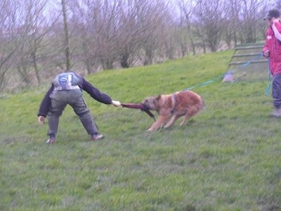 The left side of a brown Belgian shepherd Laekenois that is having a tug of war with a person in front of it. There is a person standing behind the Shepherd holding its leash. This is apart of its IPO training.