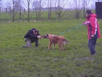 The back left side of a brown Belgian Shepherd that has a leash on that is being held by a person behind it. The Shepherd is having a tug of war with a person kneeling in front of it. This is apart of its IPO training.