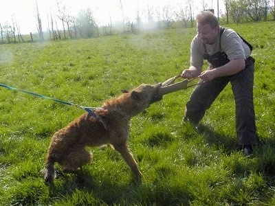 The right side of a brown Belgian Shepherd that is having a tug of war with a man outside in grass. This is apart of its IPO training.