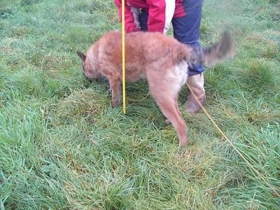 The back left side of a brown Belgian Shepherd that is sniffing the grass.. There is a person standing to the right of it.