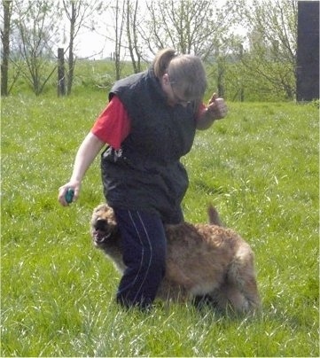 The left side of a tan Belgian Shepherd Laekenois that is running in between a persons legs, in a field.