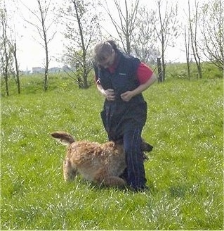 The right side of a tan Belgian Shepherd Laekenois that is running in between a persons legs.