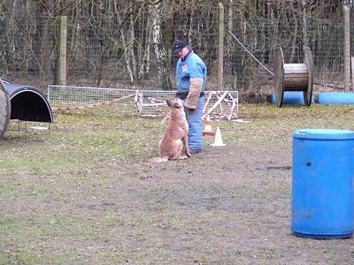 The back right side of a tan Belgian Shepherd Laekenois that is sitting in front of a person in a foam suit