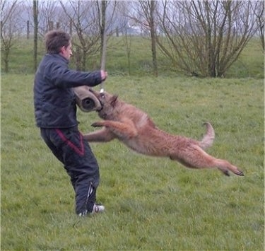 The left side of a tan Belgian Shepherd Laekenois that is biting a foam pad on a mans arm.