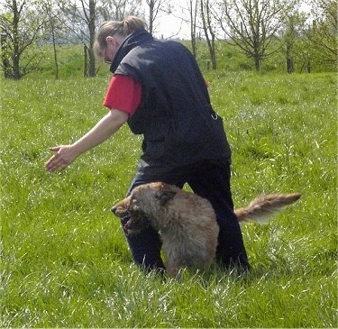 A tan Belgian Shepherd Laekenois is running in between a persons legs, in a field
