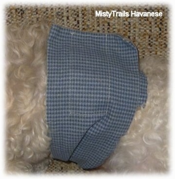 A blue cloth belly band wrapped around the stomach of a dog