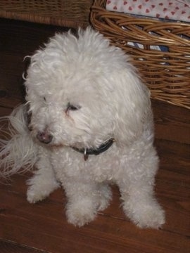 Bean the Bichon Frise sitting on a hardwood floor next to a brown wicker basket looking down and to the right