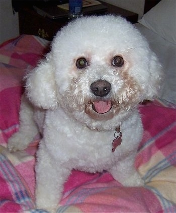 Close Up - Maddie the Bichon Frise sitting on a bed looking at the camera holder with her mouth open