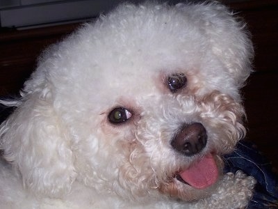 Close Up - Maddie the Bichon Frise with its head tilted to the right and its mouth open and tongue out looking happy