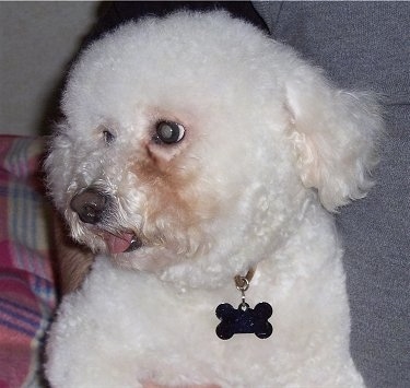 Close Up - Maddie the Bichon Frise looking to the right with its mouth open and its tongue out wearing a bone shaped dog tag