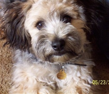 Close Up - Boulee the Bichon Yorkie sitting on the carpet