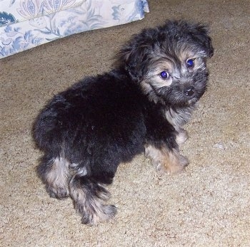 Boulee the Bichon Yorkie Puppy standing on a carpet looking back at the owner with a white and blue flowered couch in the background