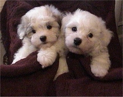 Bichon Frise Puppies on Bichon Frise   Coton De Tulear Hybrid Dogs