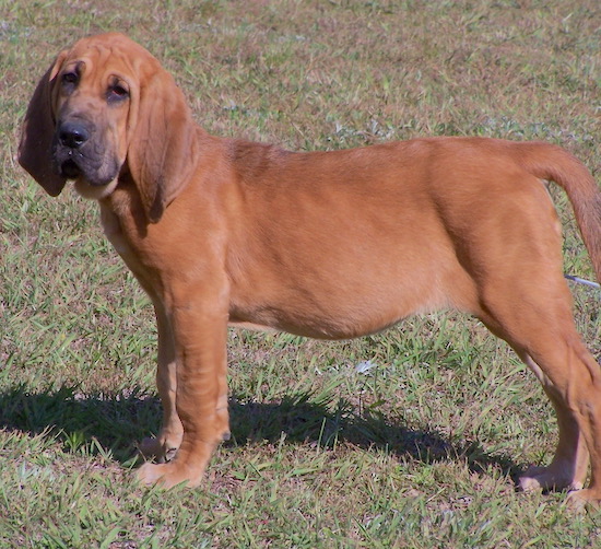 Right Profile - Abby the Bloodhound puppy looking at the camera holder