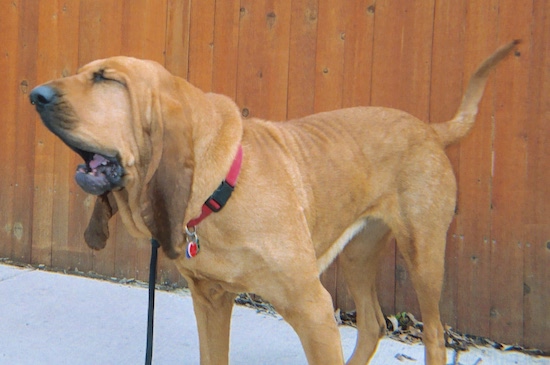 The front left side of a red Bloodhound that is barking and there is a wooden fence behind it.