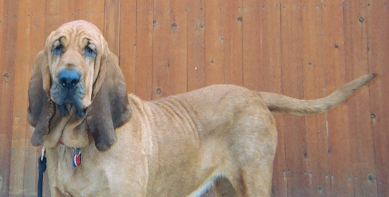 The front left side of a red Bloodhound that is standing outside in front of a wooden fence