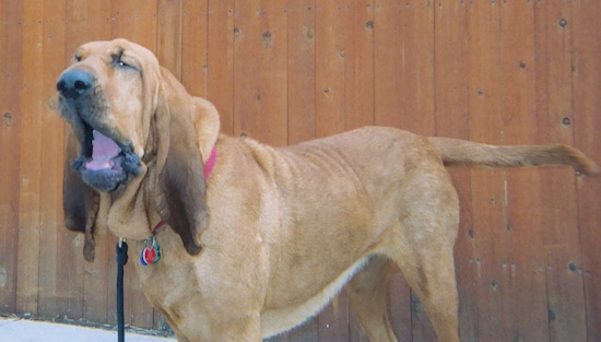 The front left side of a red Bloodhound that has its mouth open and there is a wooden fence behind it.