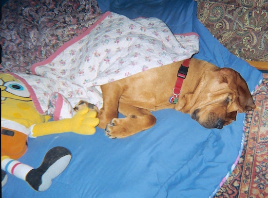 The right side of a red Bloodhound that is sleeping on a blanket next to the Spongebob Squarepants Plush Doll