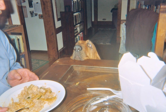 A red Bloodhound has its head on the side of a table and it is looking at a person eat.