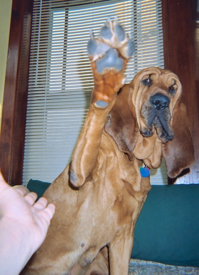 A red Bloodhound is sitting on a bed and it has a paw in the air