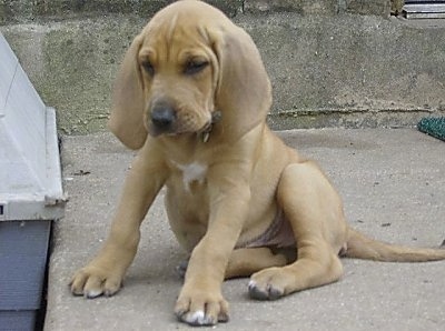 bloodhound puppy bearing