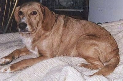 Perle the Bocker laying on a bed