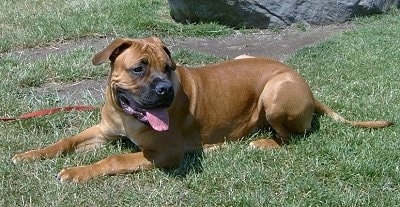 Nahu the Boerboel looking into the distance while laying outside in the grass