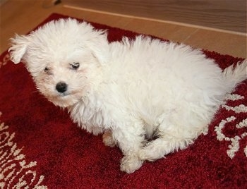 Mazzi the Bolognese puppy sitting on a red rug with its head tilted to the left smile. The picture is tilted to the left as well