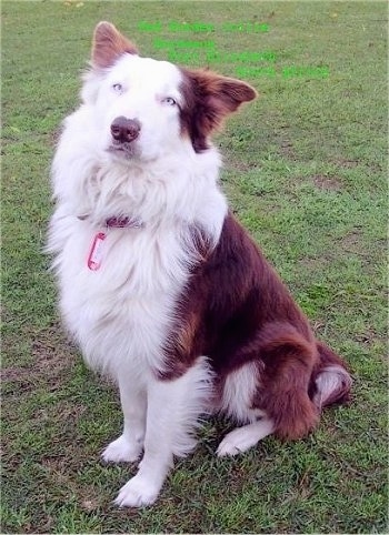 Bordeaux the Border Collie sitting outside looking at the camera holder