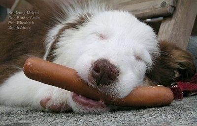 Close Up - Bordeaux the Border Collie sleeping on a carpet with a sausage. The Words 'Bordeaux Maletti Red Border Collie Ort Elizabeth South Africa' are overlayed