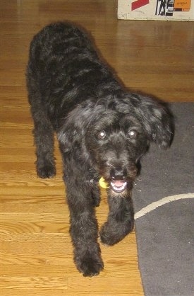 A black Bordoodle is walking down a hardwood floor and it is looking forward.