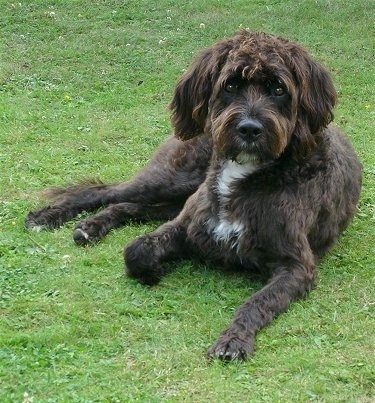 Gustav the Boxerdoodle laying outside in grass looking at the camera holder