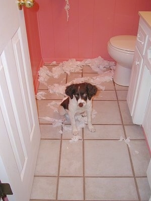 Brittany Spaniel Puppies on Samantha  2 Month Old Brittany Spaniel Puppy  Caught In The Act In