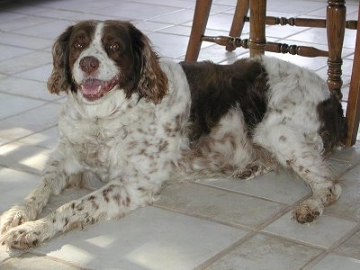 Kitchen Floor on Brittany Dog Breed And Photos And Videos   List Of Dogs Breeds